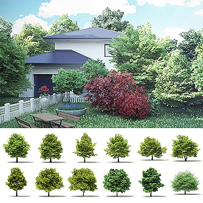 40棵景观树木C4D模型山毛榉落叶榆树角木树叶枫树橡树景观