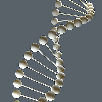 C4D DNA链模型