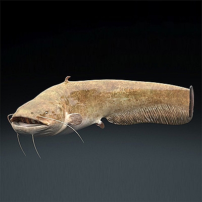 鲶鱼C4D MAX FBX模型创意场景3D模型素材