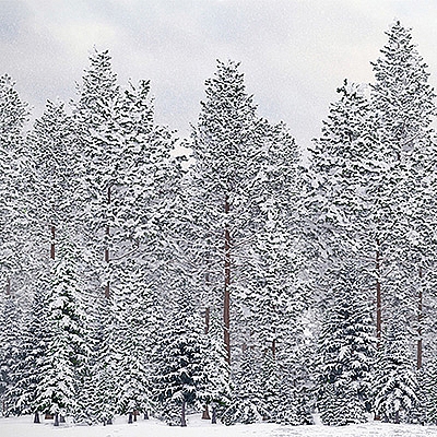 52个大雪覆盖的树木模型冬天树木C4D模型创意场景3D模型素材