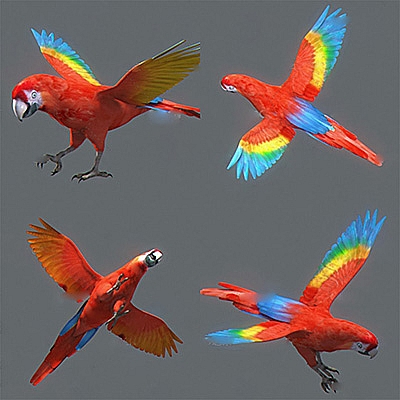 红鹦鹉动画C4D模型鸟类飞鸟绑定动作创意场景3D模型素材