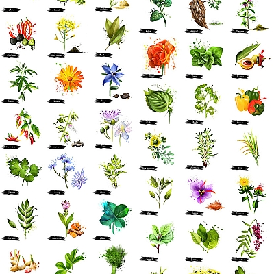 66套手绘水彩中药草本植物香料草药人参茴香包装插图PSD设计元素