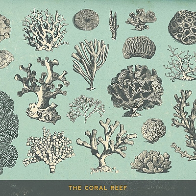 100款植物手绘海洋生物贝壳乌龟鱼类品种AI+PS矢量设计素材