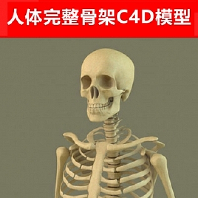 人体人物完整骨架C4D模型