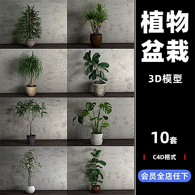 室内装饰植物办公室景观盆景大叶龟背竹C4D模型3D三维素材C3316