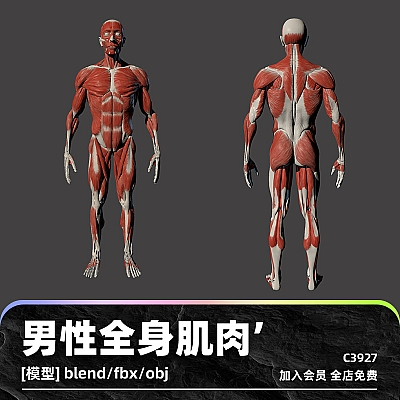C4D男性全身肌肉解剖模型blend渲染fbx建模obj设计maya素材源文件C3927
