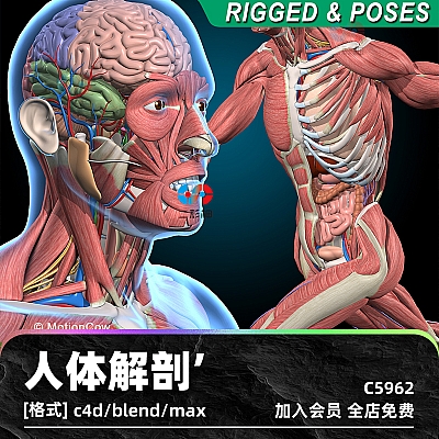 C4D人体绑定blender人物3dmax模型血管消化呼吸泌尿生殖神经系统C5962