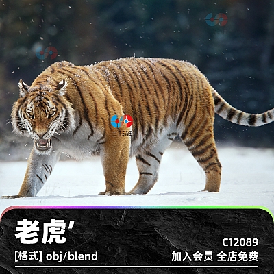 Blender老虎高精度绑定动画3D模型c4d建模obj设计maya素材源文件Siberian Tiger Animated Model