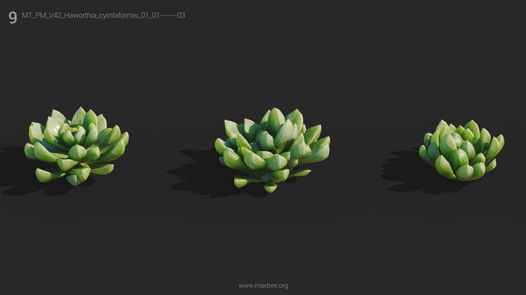 Plant Models Vol 42