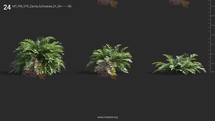 Plant Models Vol 75