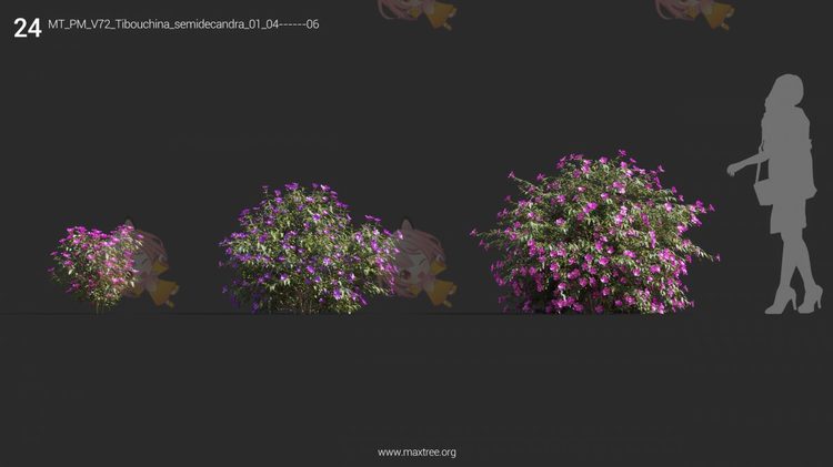Plant Models Vol 72