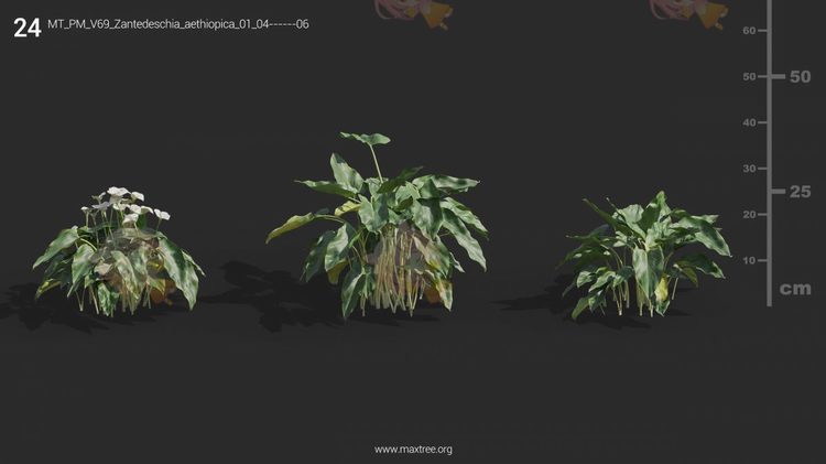 Plant Models Vol 69