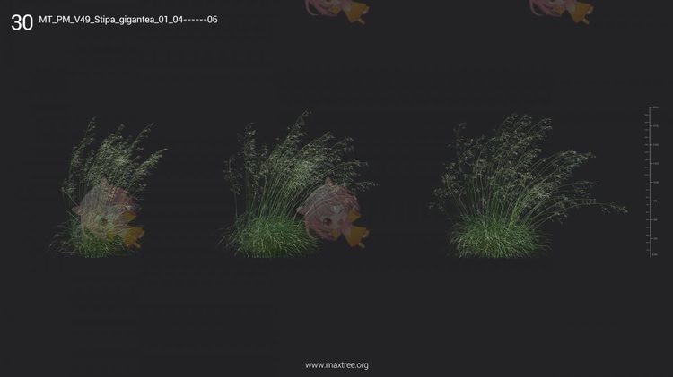 Plant Models Vol 49