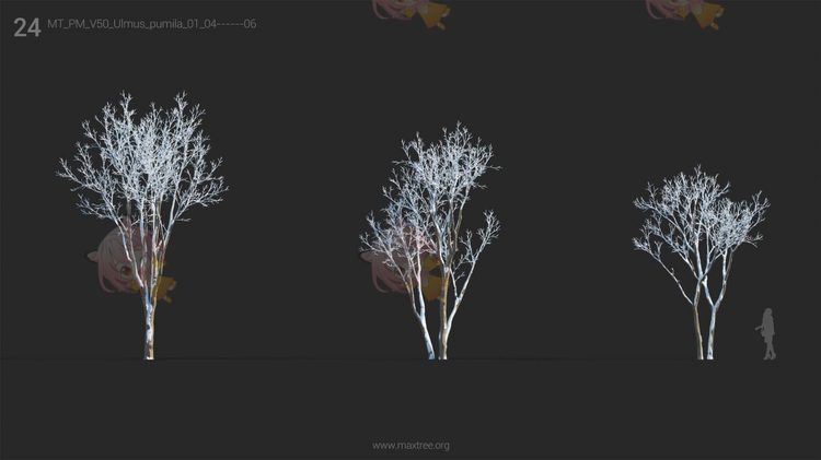 Plant Models Vol 50