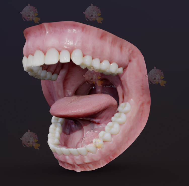 C4D人类口腔嘴巴牙齿舌头3D模型blend渲染fbx建模obj设计maya素材C3908