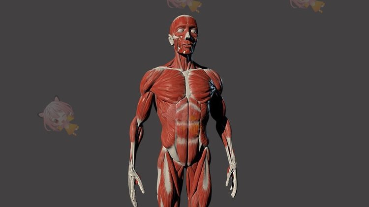 C4D男性全身肌肉解剖模型blend渲染fbx建模obj设计maya素材源文件C3927