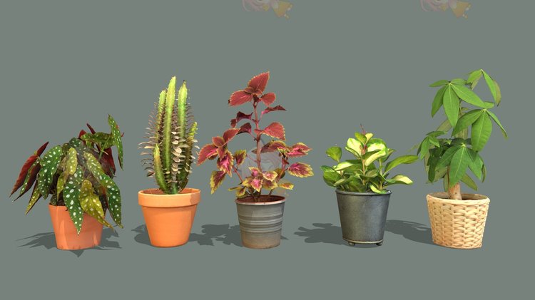 C4D盆栽绿植花朵室内植物3D模型blend渲染fbx建模obj设计maya素材C4004