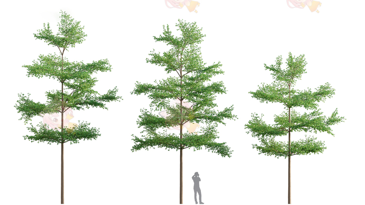 C4D公园校园花园植物树木3D max模型渲染fbx建模素材maya设计下载C4303