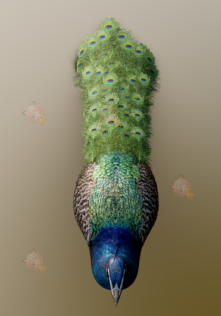 C4D写实逼真孔雀3D模型blend渲染fbx建模obj设计maya素材UE4源文件C4386