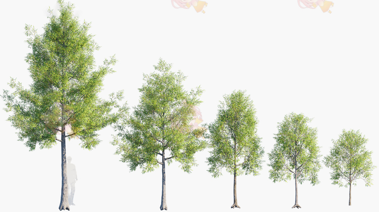 温带植物树木灌木草花园景观园艺风景3D max模型建模渲染设计素材G25