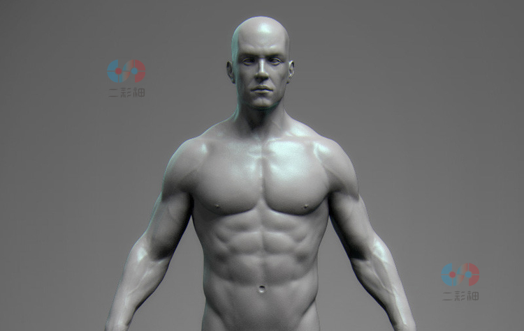 zbrush男性身体解剖基础模型C4D建模渲染设计素材人物人体源文件C4472