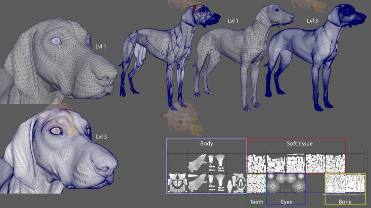 zbrush狗犬类肌肉解剖模型骨骼fbx建模渲染maya设计C4D素材源文件C4510