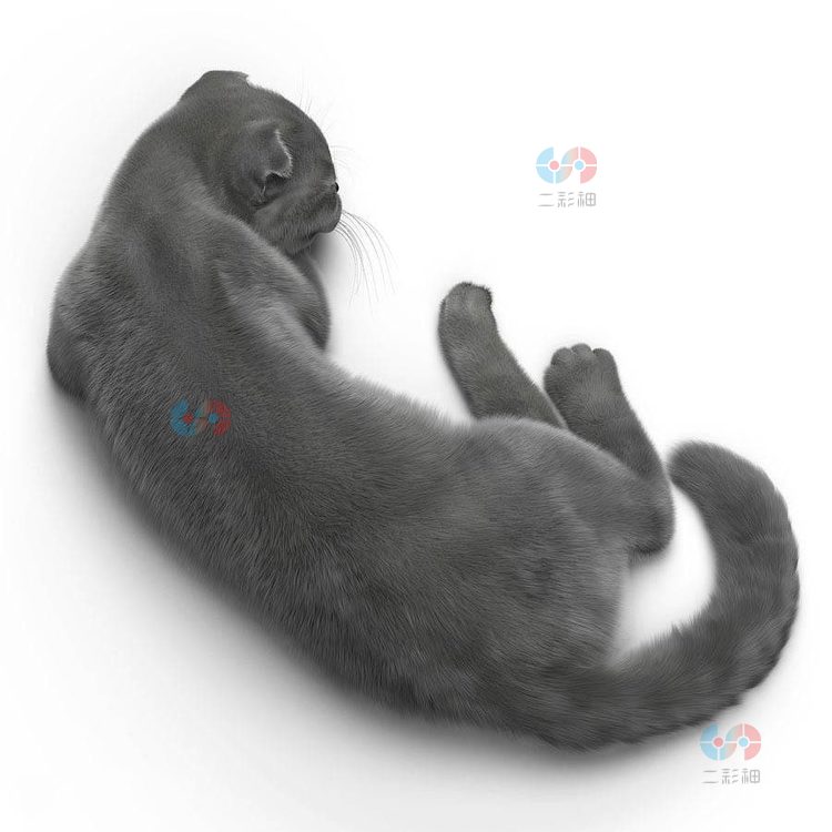 C4D猫咪逼真写实灰猫zbrush模型max建模obj渲染fbx设计素材源文件C4666