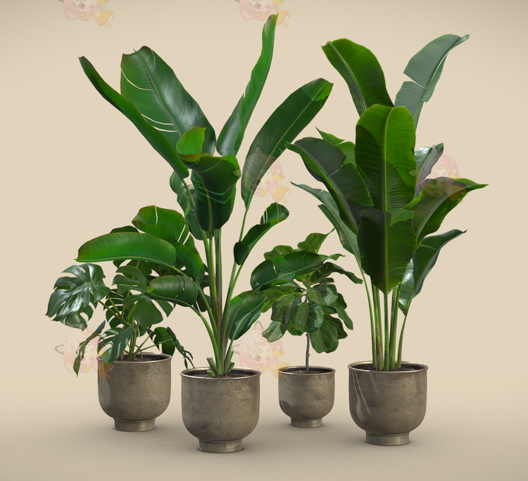 C4D低模室内植物龟背竹鹤望兰盆栽fbx大叶植物blender模型obj素材C5149