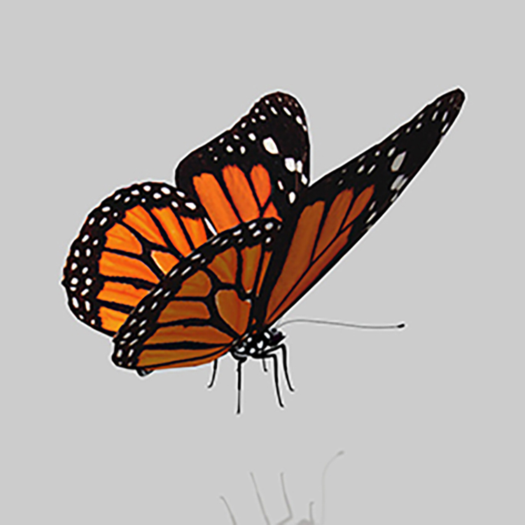 C4D低模写实彩色蝴蝶花蝴蝶zbrush模型FBX建模3d设计maya素材C4967