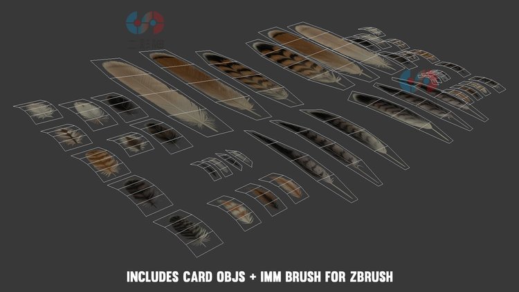 zbrush红尾鹰野鸡obj鸟C4D羽毛材质纹理法线贴图IMM笔刷maya素材C5507