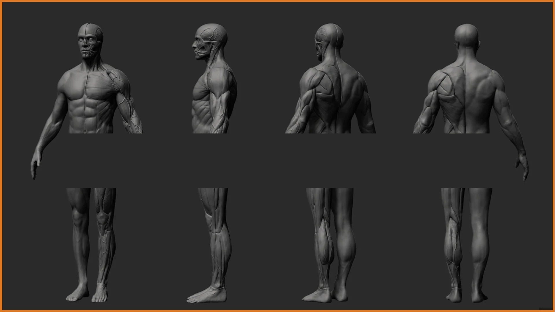 zbrush男性女性人体解剖3D雕刻模型obj肌肉建模ztl素材多边形绘制C5837