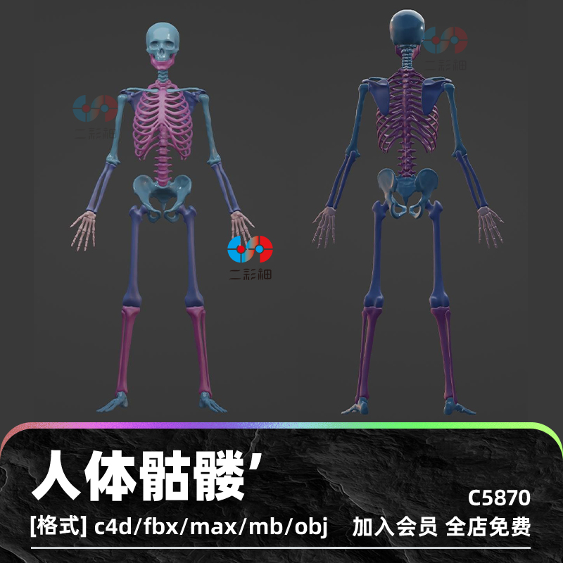 C4D白膜人体骷髅ue骨架obj骨骼blender骨头3D模型fbx建模maya素材C5870 